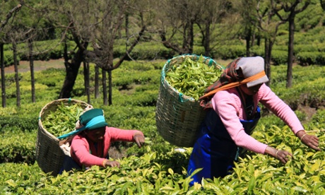 ladies picking tea