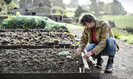 Dan planting out garlic