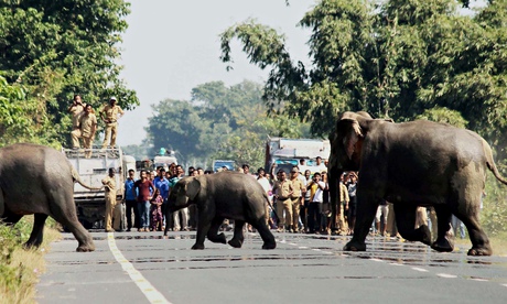Elephants in India