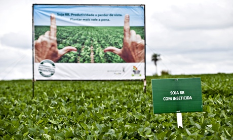 GM field trial in Brazil