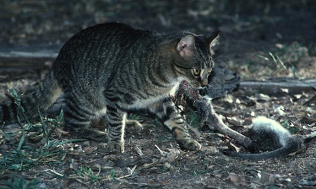 feral cats