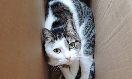 squashed cat in a box