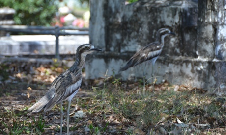  Bush Stone-curlew