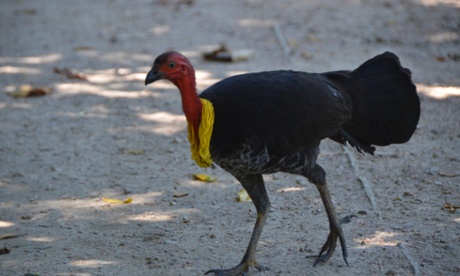 Australian Brush-turkey.