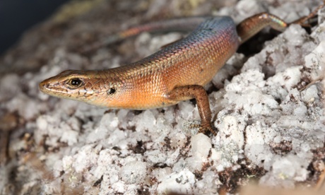 Cape Melville rainbow skink