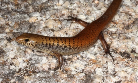Cape Melville bar-lipped skink