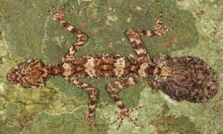 leaf-tailed gecko
