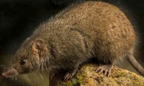 black-tailed antechinus