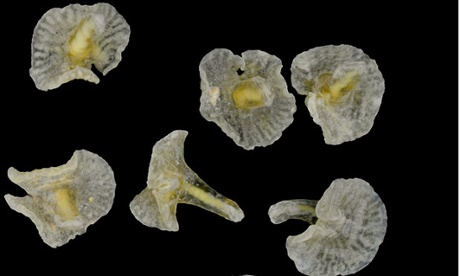 Dendrogramma enigmatica
