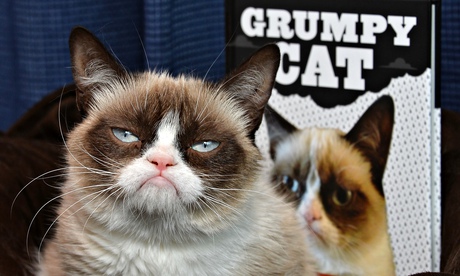 Grumpy Cat 