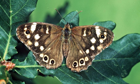 speckled wood