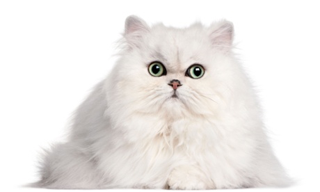 Very fluffy white persian cat