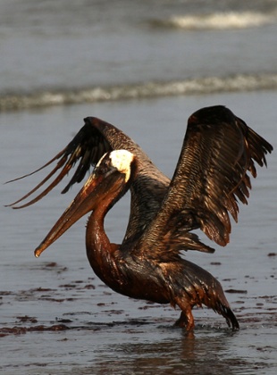 A brown pelican coated in heavy oil off the coast of East Grand Terre Island, Louisiana, after the 2010 oil spill.