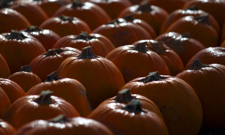LANDFORD, UNITED KINGDOM - OCTOBER 22:  Pumpkins in a field at Lyburn Farm in Landford wait to be picked and collected on October 22, 2014 in Wiltshire, England.