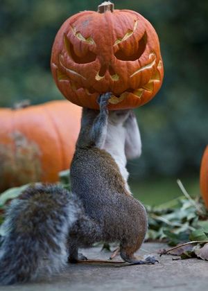 teddington-halloween-squi-001.jpg