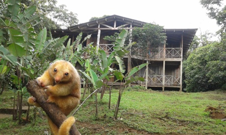 Rara Avis Rainforest Lodge and Reserve