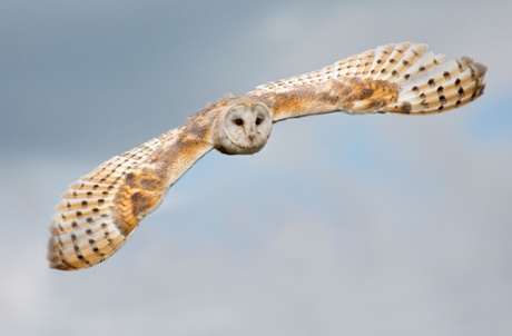 Barn Owl in flight.