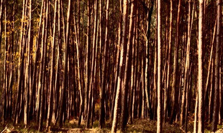 Living masts. Bare trees that have lost every leaf and grow very close.