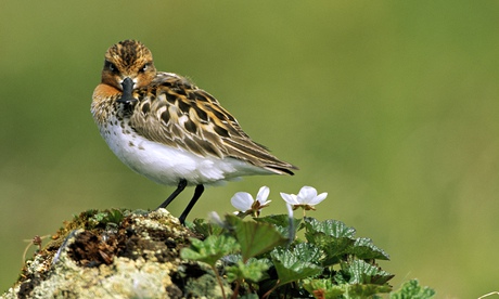 Spoon-billed sandpiper