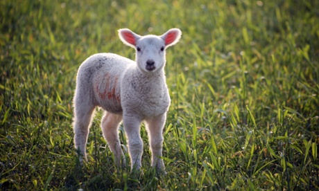 Why does getting ahead at work require you to be a sheep?