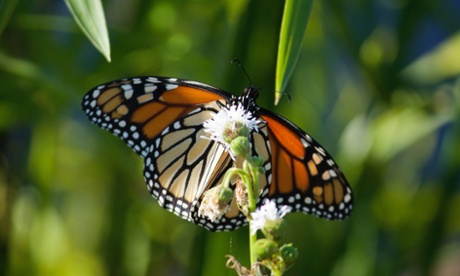female monarch spotted in New York, September 2014.