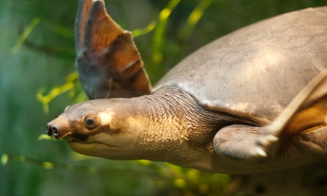 Pig-nosed turtle