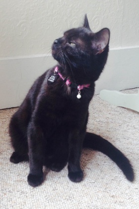 Cal McLoughlin's cat