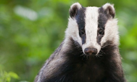 Badger