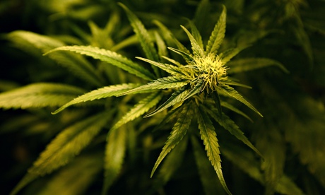 Cannabis