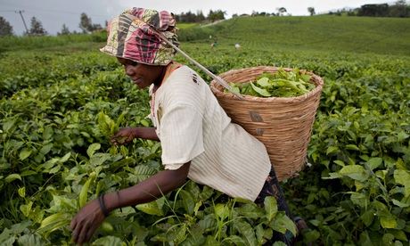 Workers harvest fresh tea leaves 