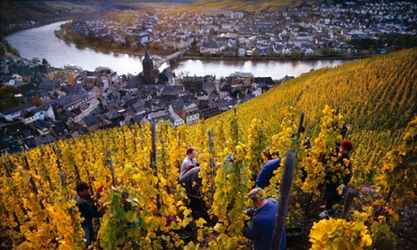 Harvesting Riesling grapes for Weingut Wegeler in the Doctor vineyard above Bernkastel Kues and the Mosel river Germany