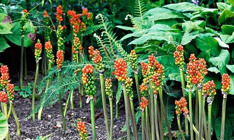 Arum italicum
