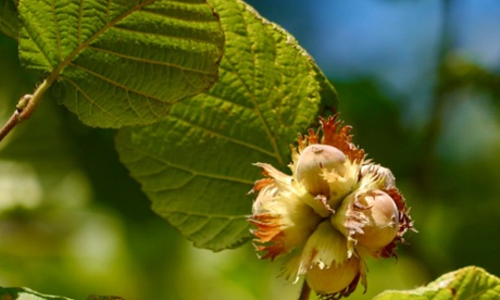 Sunlight shines through hazel leaves on Wenlock Edge, Shropshire.