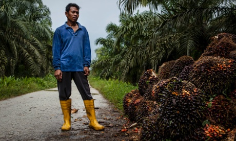 Supriyono palm oil farmer with palm fruits