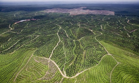 Palm oil plantation, Riau, Indonesia