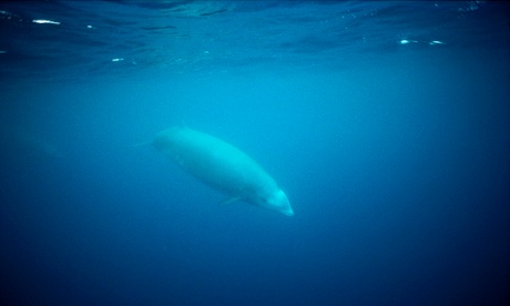 Cuvier's Beaked Whale (Ziphius cavirostris) near Baltra Island, Galapagos Islands, Ecuador