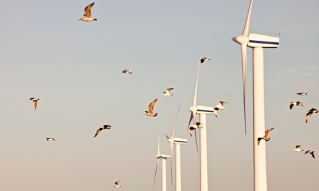 Wind turbines and birds : lock of Herring Gulls