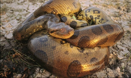 A coiled anaconda.