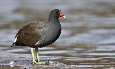Common Moorhen