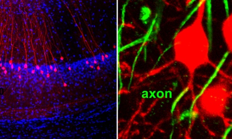 Axon-carrying dendrites on CA1 pyramidal neurons