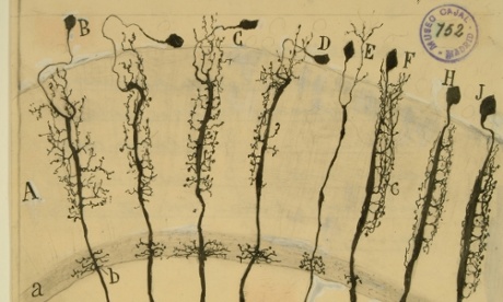 Neurons drawn by Cajal