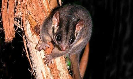 leadbeater's possum