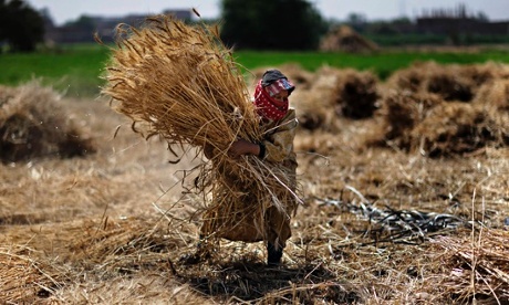 MDG : millennium development goals targets and poverty : farmer carries wheat crop in Egypt