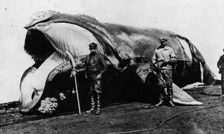 whaling hunters flense whale christania