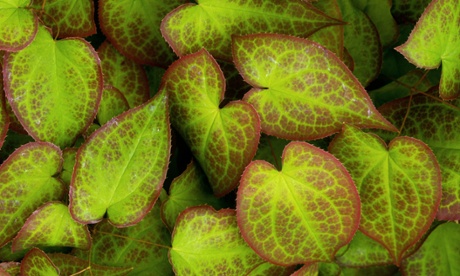 The bright green and red leaves of Epimedium x rubrum