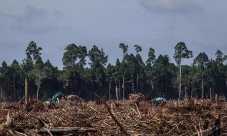 Deforestation At APRIL Concession In Riau