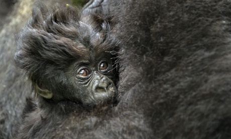 Coiffure Mountain Gorilla in the Virunga Volcanoes National Park, Rwanda.