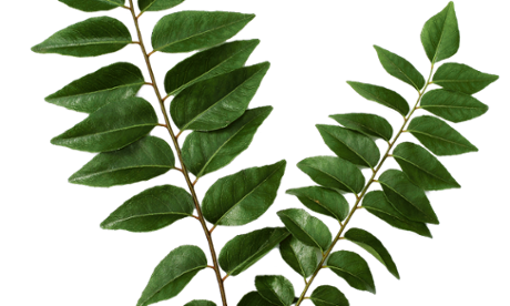 Ask Alys: curry leaf tree