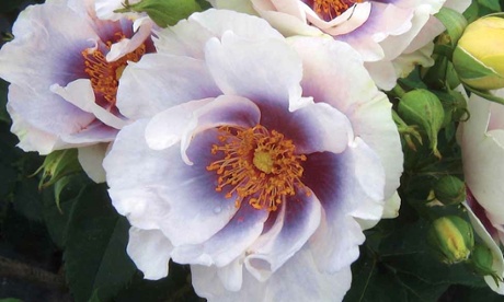 Plant of week: Rosa Blue Eyes