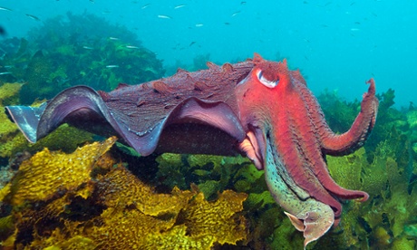 Cuttlefish
